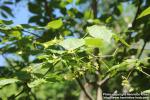 Photo: Euonymus macropterus 12.