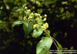 Photo: Euonymus alatus 3.