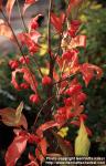 Photo: Euonymus europaeus 1.