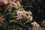 Photo: Eupatorium cannabinum.