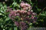 Photo: Eupatorium maculatum 1.