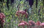 Photo: Eupatorium maculatum 2.