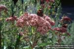 Photo: Eupatorium maculatum 4.