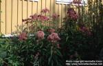 Photo: Eupatorium maculatum 5.