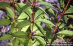 Photo: Eupatorium maculatum 6.