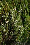 Photo: Euphrasia stricta 3.