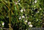 Photo: Euphrasia stricta 4.