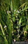 Photo: Euphrasia stricta 5.