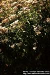 Photo: Eupatorium cannabinum 1.