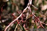 Photo: Eucalyptus 2.