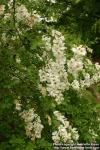 Photo: Exochorda racemosa.