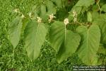 Photo: Fallopia sachalinensis.