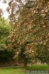 Photo: Fagus sylvatica 4.