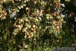 Photo: Fagus sylvatica 11.