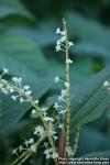 Photo: Fallopia japonica 6.