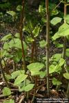 Photo: Fallopia japonica 10.