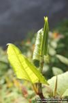 Photo: Fallopia japonica 16.