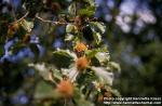 Photo: Fagus sylvatica 1.