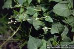 Photo: Fallopia convolvulus 1.