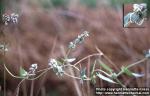 Photo: Fallopia convolvulus 2.