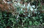 Photo: Fallopia convolvulus 3.