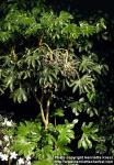 Photo: Fatsia japonica 1.