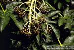 Photo: Fatsia japonica.