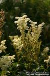 Photo: Filipendula ulmaria 13.