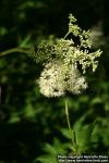 Photo: Filipendula ulmaria 17.