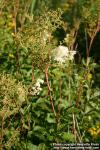 Photo: Filipendula ulmaria 18.