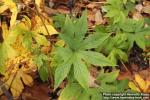 Photo: Filipendula palmata 5.