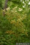 Photo: Filipendula ulmaria 20.