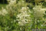 Photo: Filipendula ulmaria 31.