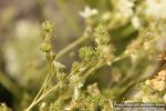 Photo: Filipendula vulgaris 6.