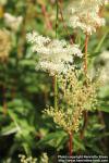 Photo: Filipendula ulmaria 38.