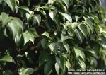 Photo: Ficus benjamina 2.