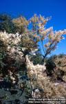 Photo: Filipendula kamtschatica 3.