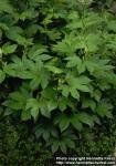 Photo: Filipendula kamtschatica.