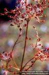 Photo: Filipendula rubra 5.