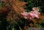 Photo: Filipendula rubra.