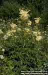 Photo: Filipendula ulmaria 1.