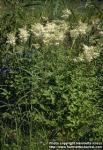 Photo: Filipendula ulmaria 2.