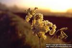 Photo: Filipendula ulmaria 6.