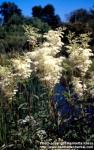 Photo: Filipendula ulmaria 7.