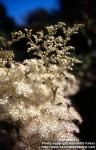 Photo: Filipendula ulmaria 8.