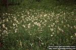 Photo: Filipendula vulgaris.