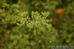 Photo: Foeniculum vulgare 12.