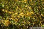 Photo: Forsythia 06.