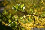 Photo: Forsythia 07.