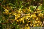 Photo: Forsythia 08.